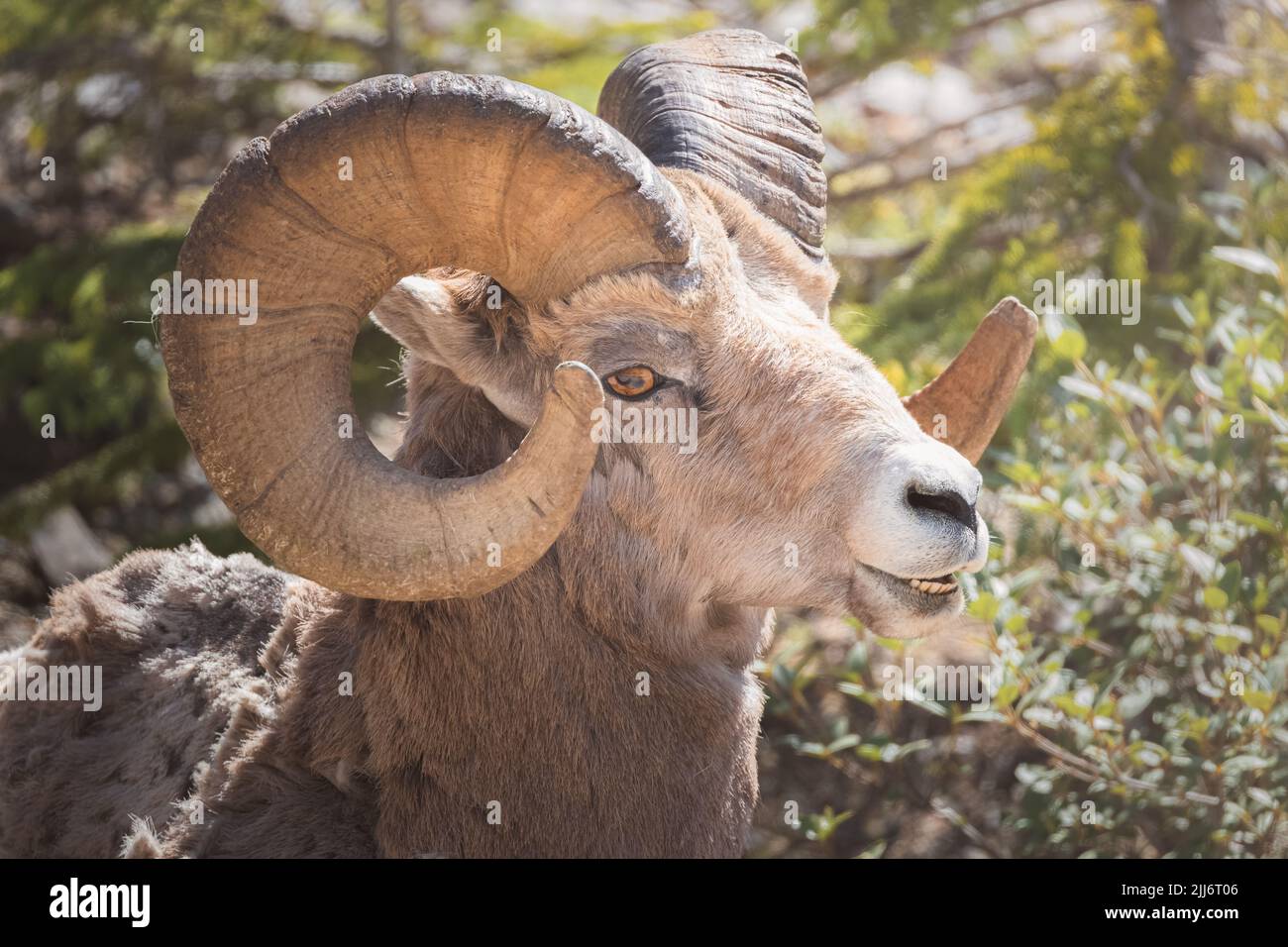 Close-up wildlife portrait of a male Rocky Mountain Bighorn Sheep (Ovis ...