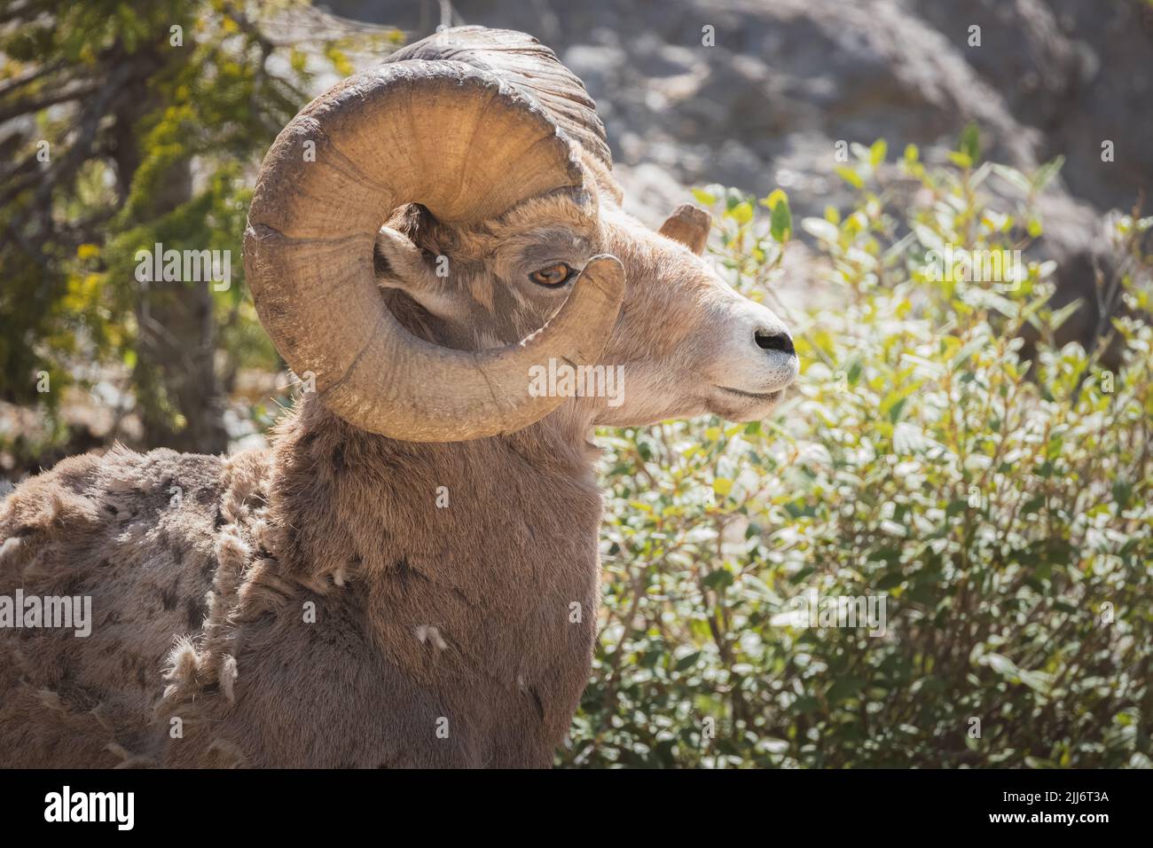 Close-up wildlife portrait of a male Rocky Mountain Bighorn Sheep (Ovis ...