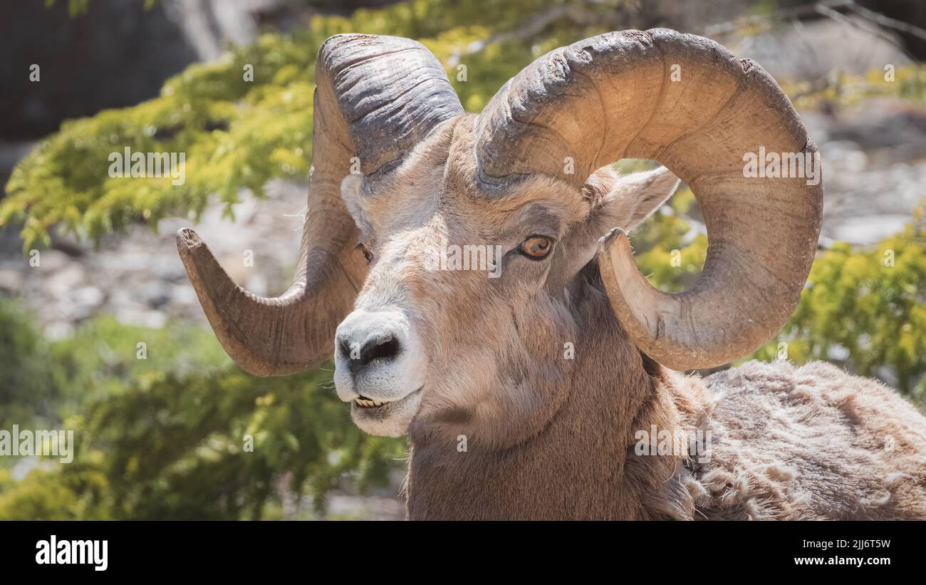 Close-up wildlife portrait of a male Rocky Mountain Bighorn Sheep (Ovis ...