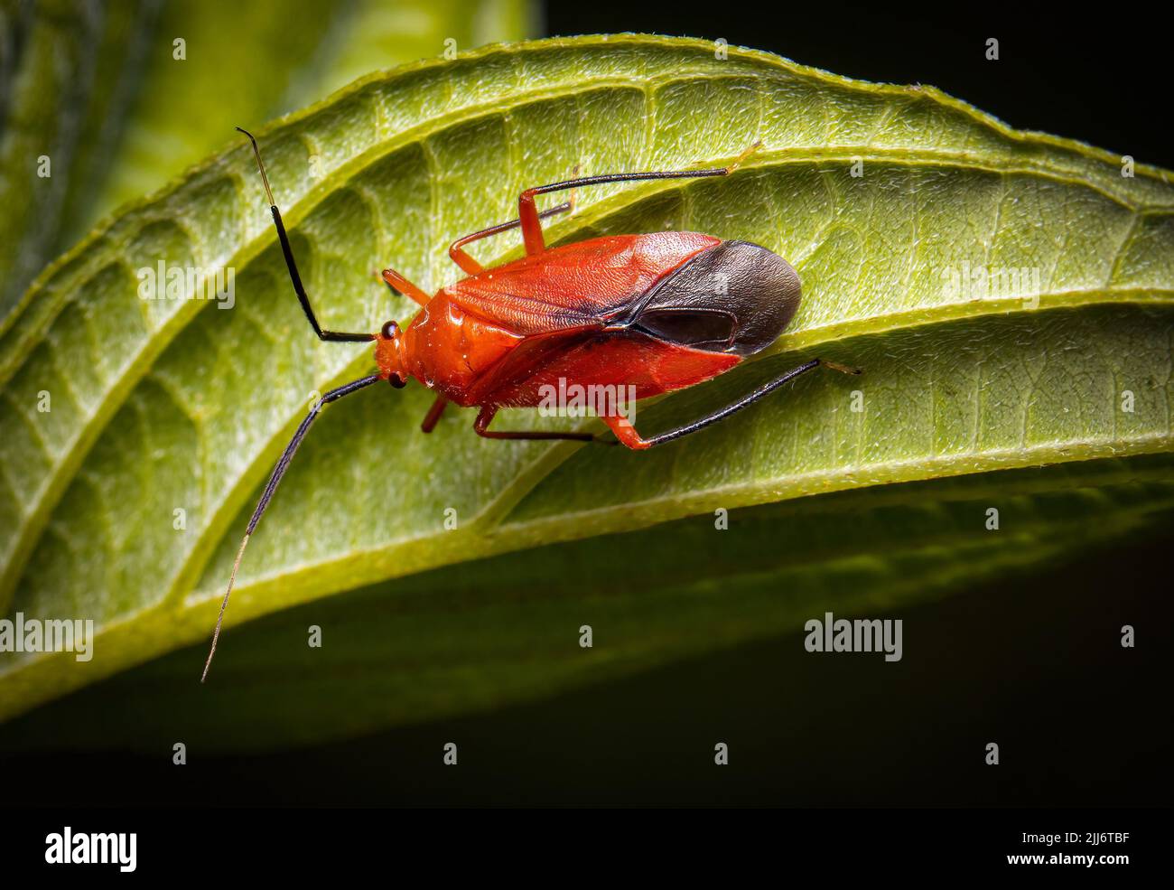 Animal brick crawling hi-res stock photography and images - Alamy