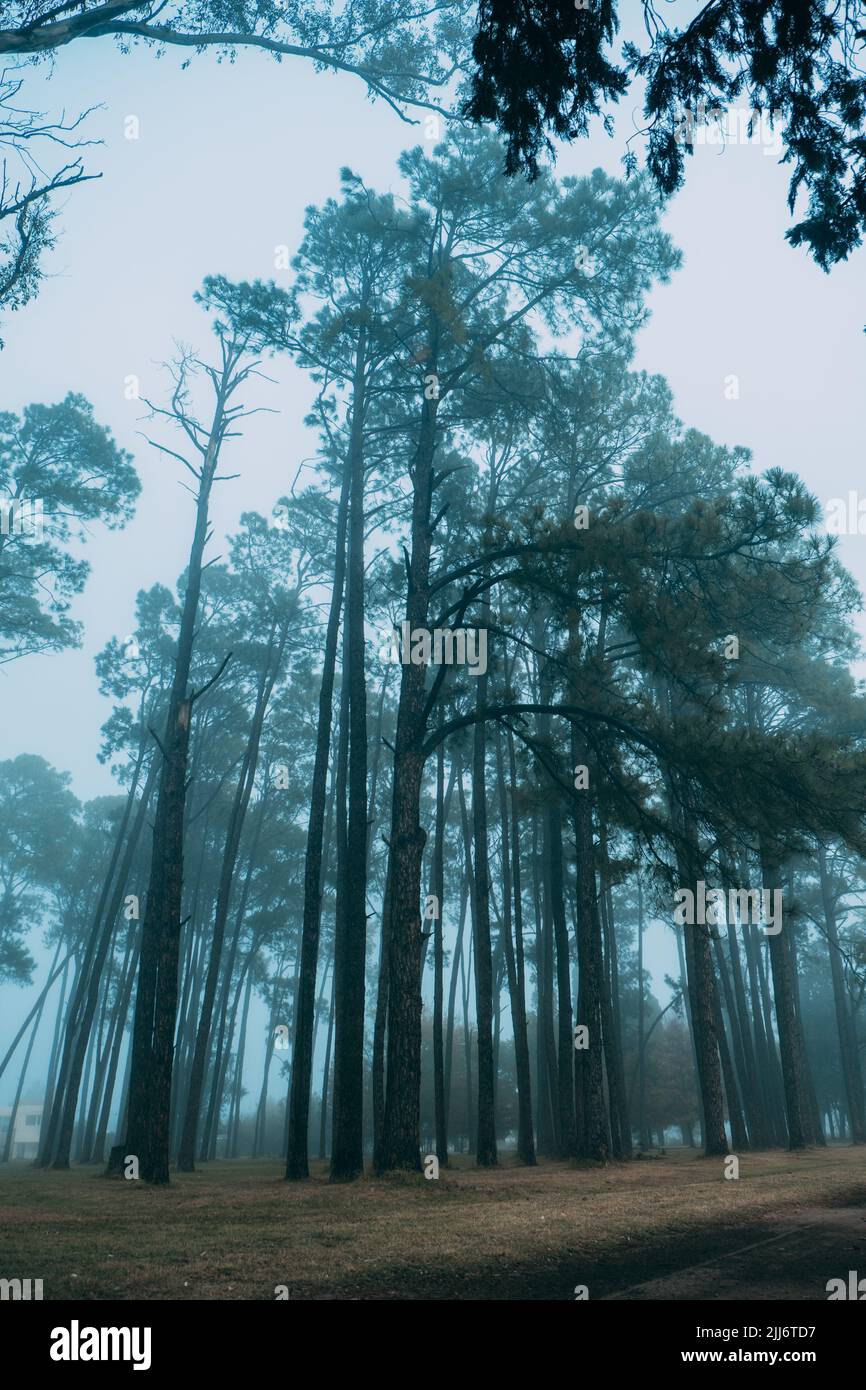 A vertical shot of a foggy mysterious forest with tall thin trees Stock ...