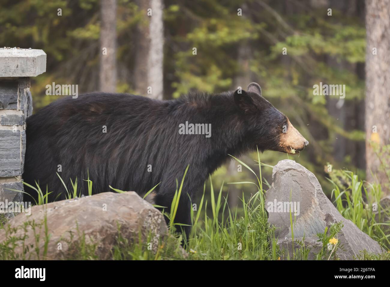 Wildlife portrait of a North American Black Bear (Ursus americanus), eating grass and dandelions in the outdoor wilderness of Banff National Park in t Stock Photo