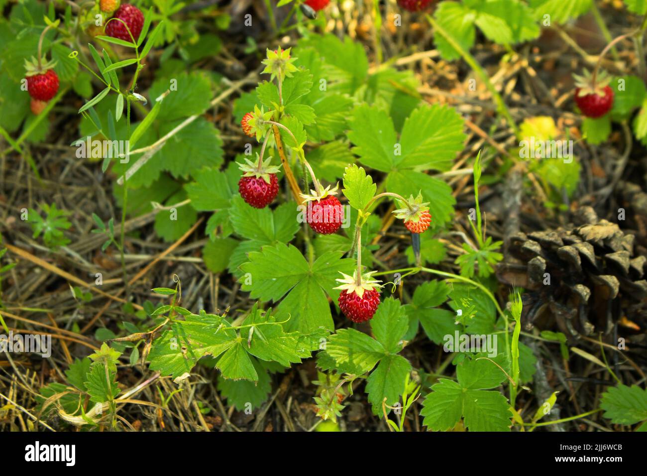 Unpicked strawberries hi-res stock photography and images - Alamy