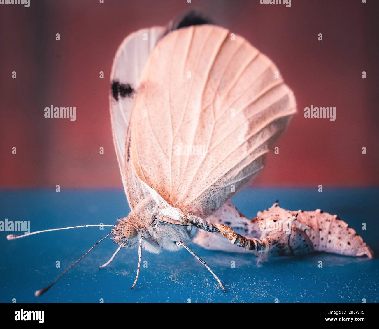 A closeup shot of a butterfly leaving its cocoon Stock Photo Alamy