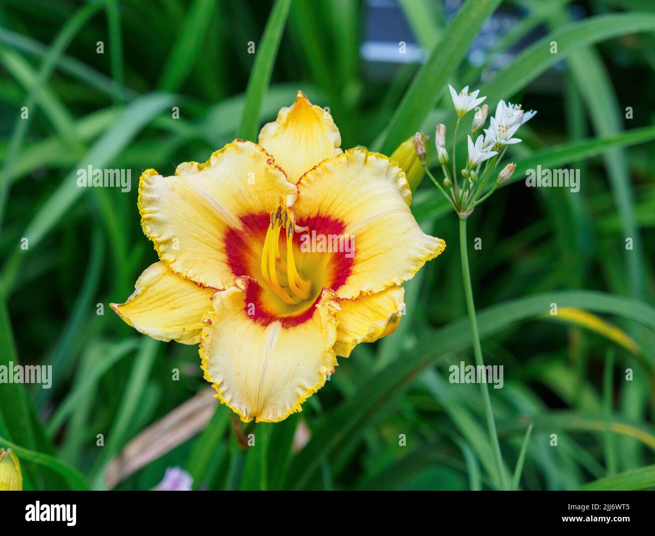 Closeup of blooming yellow daylily flower with green leaves background ...