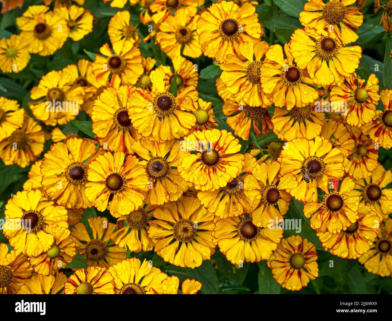 Helenium sneezeweed flowers after a rain shower Stock Photo