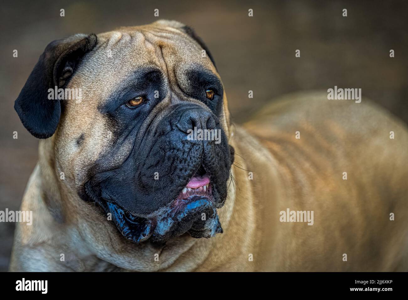 LARGE BULLMASTIFF LYING ON THE GROUND WITH STUNNING EYES WITH A BLURRY BODY AND BACKGROUND AT A OFF-LEASH ARA IN REDMOND WASHINGTON. Stock Photo