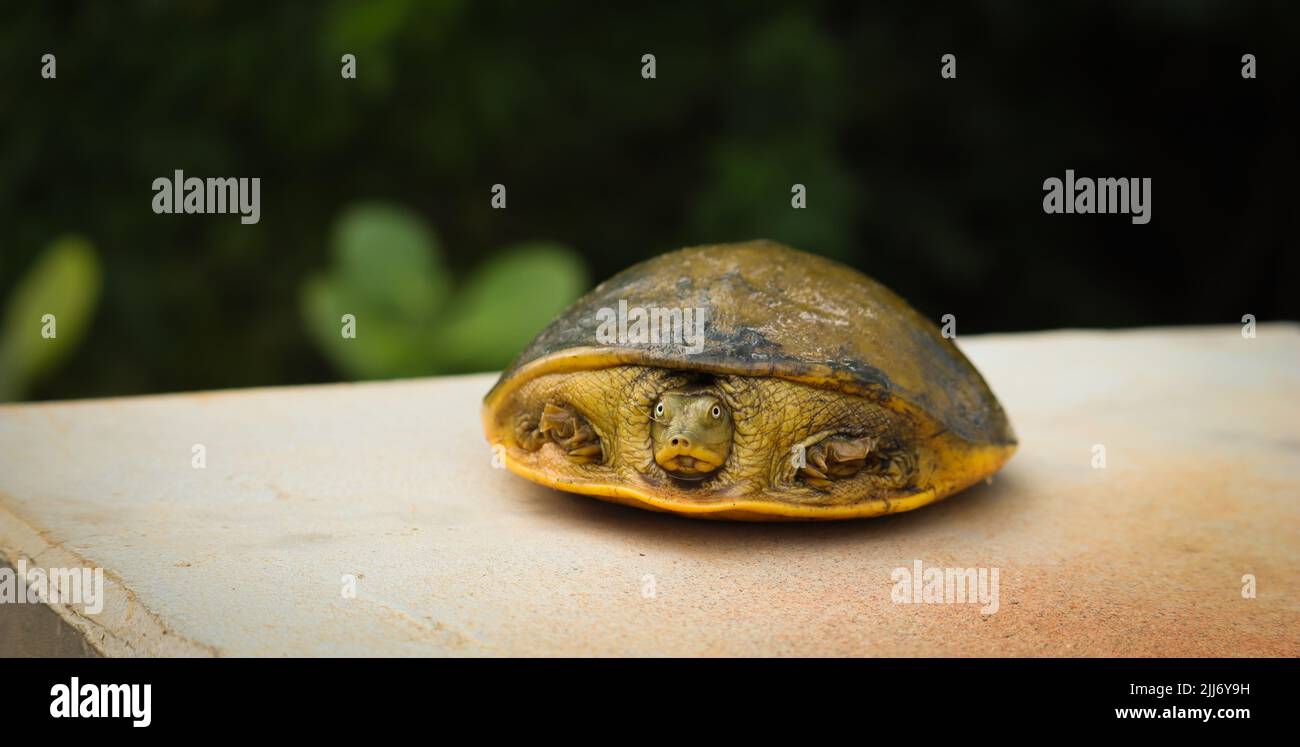 A closeup of an Indian flapshell turtle (Lissemys punctata) in a shell Stock Photo