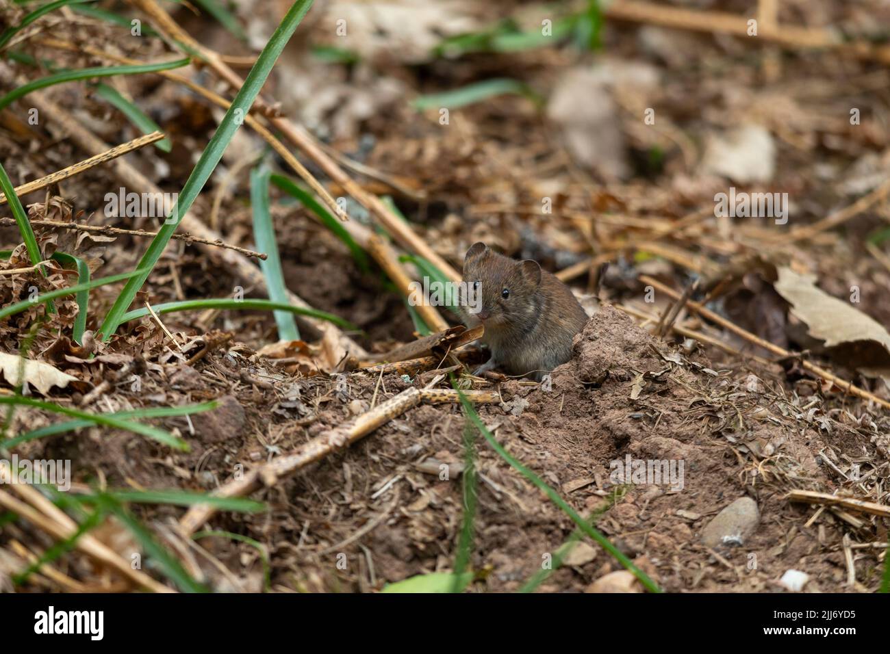 Bank vole Myodes glareolus, emerging from hole, Cinderford Linear Park ...