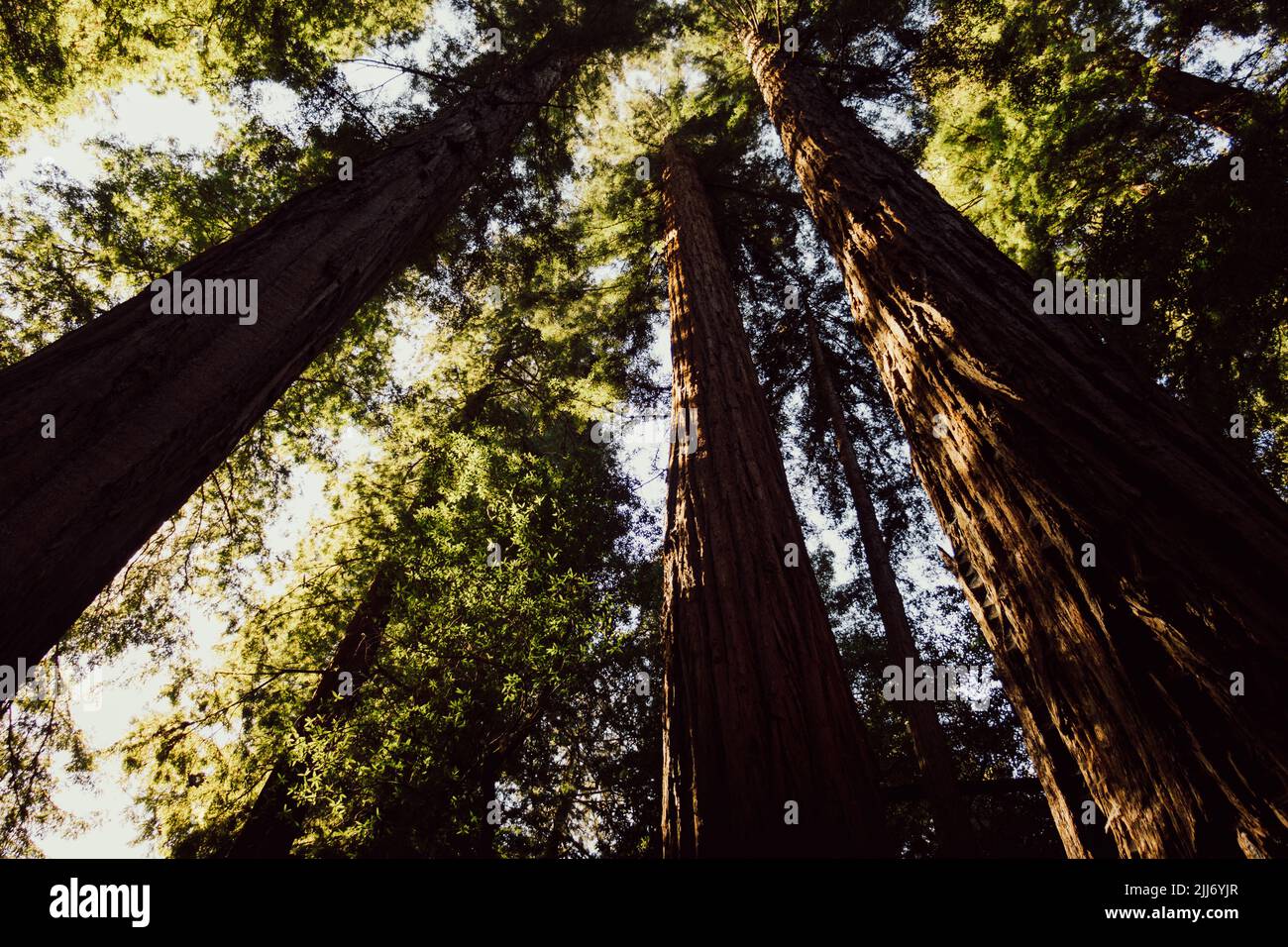 A low angle shot of tall trees in the redwood national park Stock Photo ...