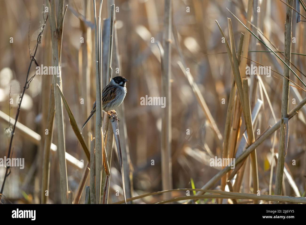 Common reed bunting Emberiza schoeniclus, adult male perched on Common bulrush Typha latifolia, Weston-Super-Mare, Somerset, UK, March Stock Photo