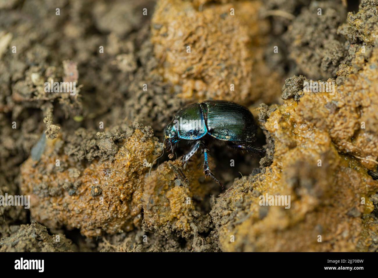 Dor beetle Geotrupes stercorarius, burying into droppings, Cinderford Linear Park, Gloucestershire, UK, May Stock Photo
