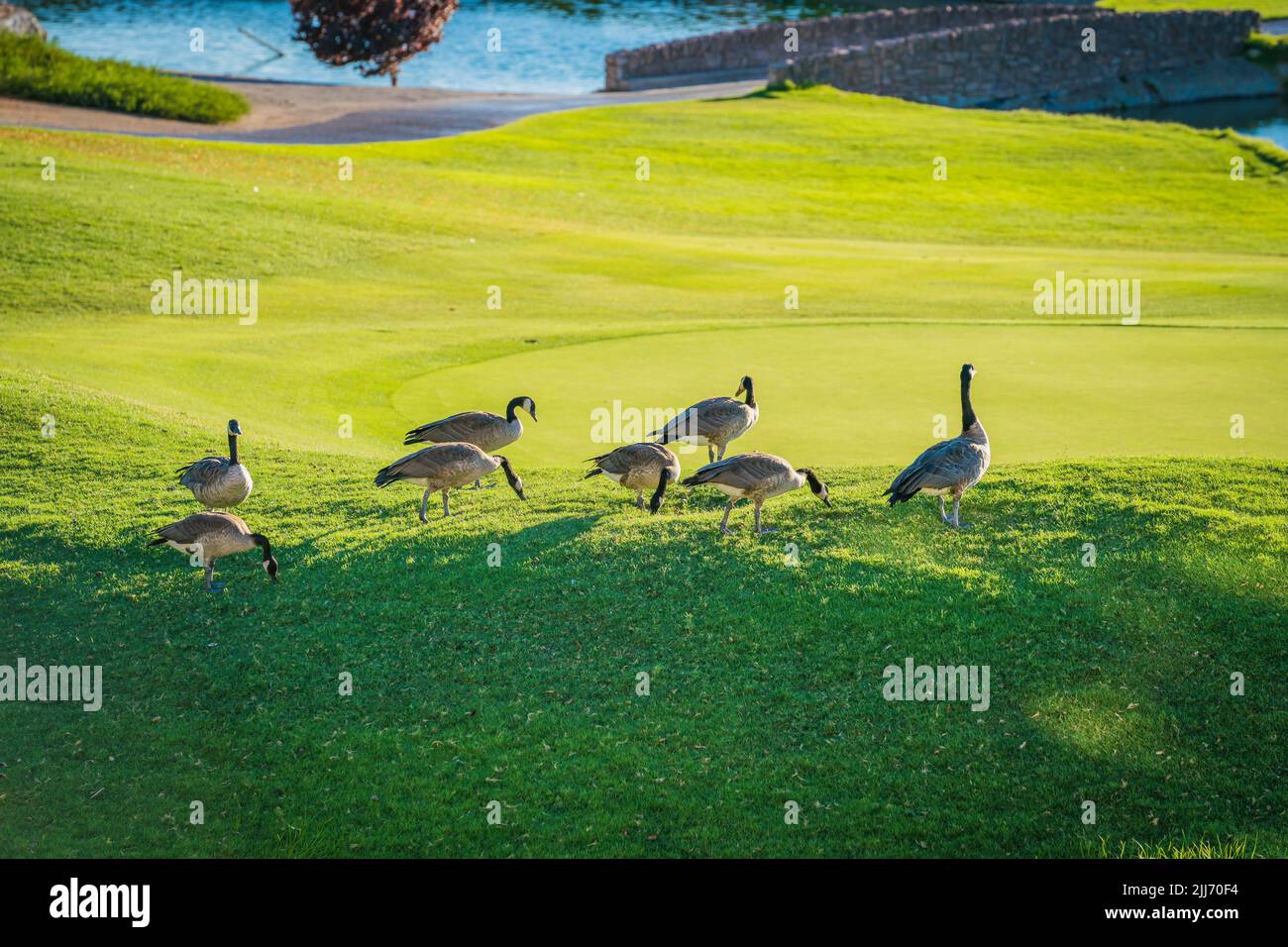 A group of ducks on a golf course Stock Photo Alamy