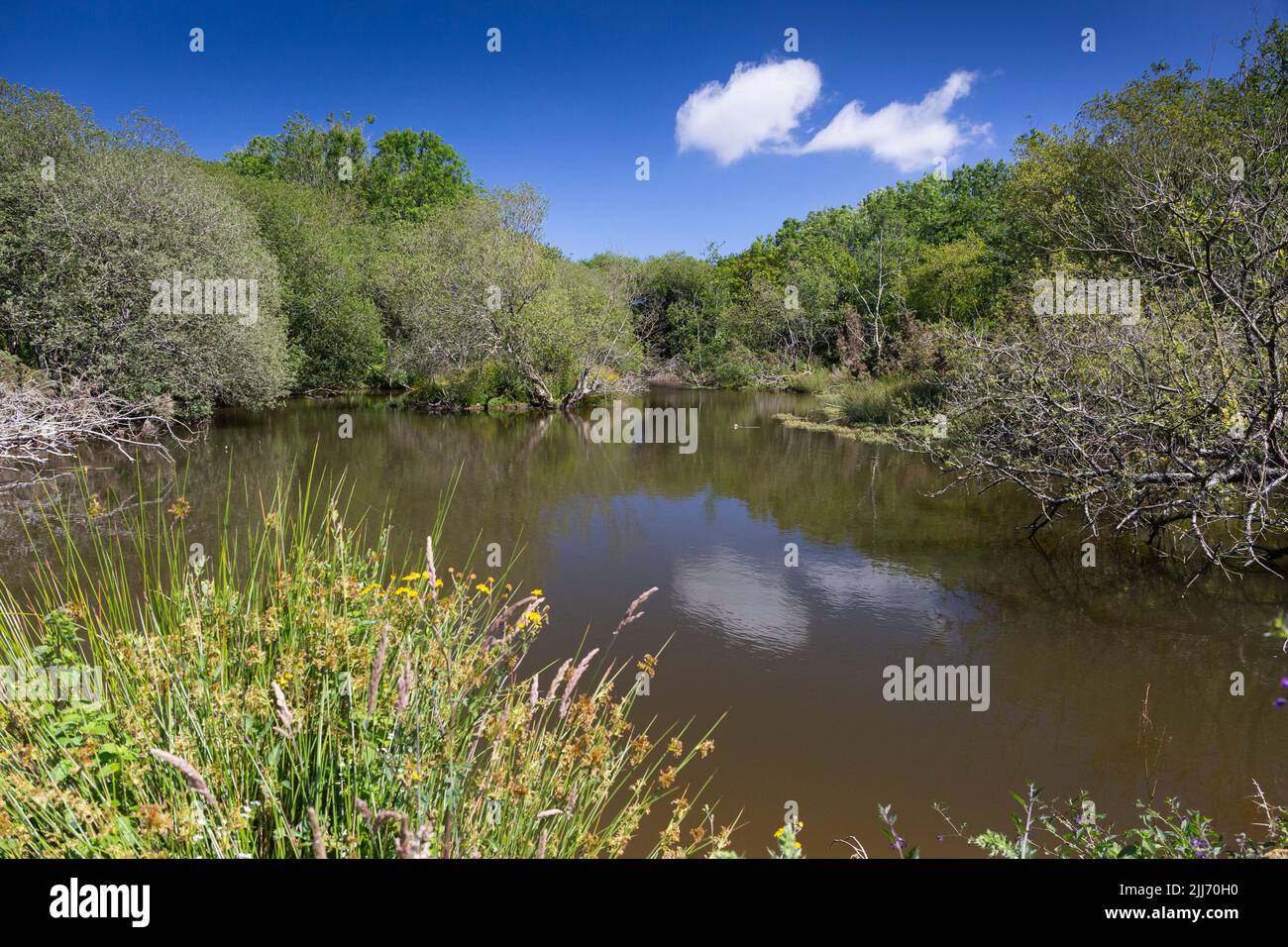 European beaver Castor fiber, dammed woodland pool, Woodland Valley ...