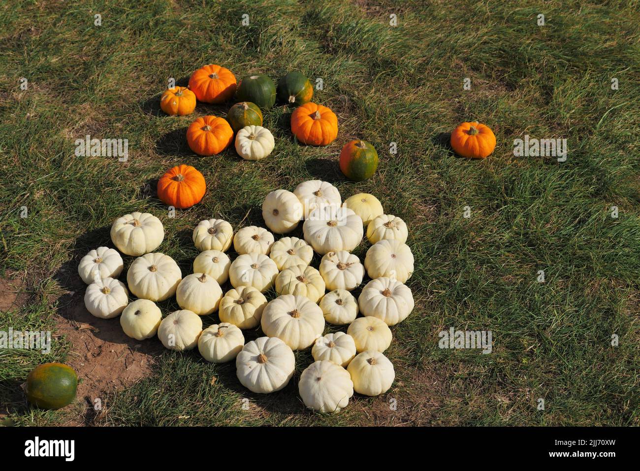 A meadow lies an assortment of pumpkins, the white ones are draped to form a heart, the other colored ones in orange and green are lying around on the Stock Photo