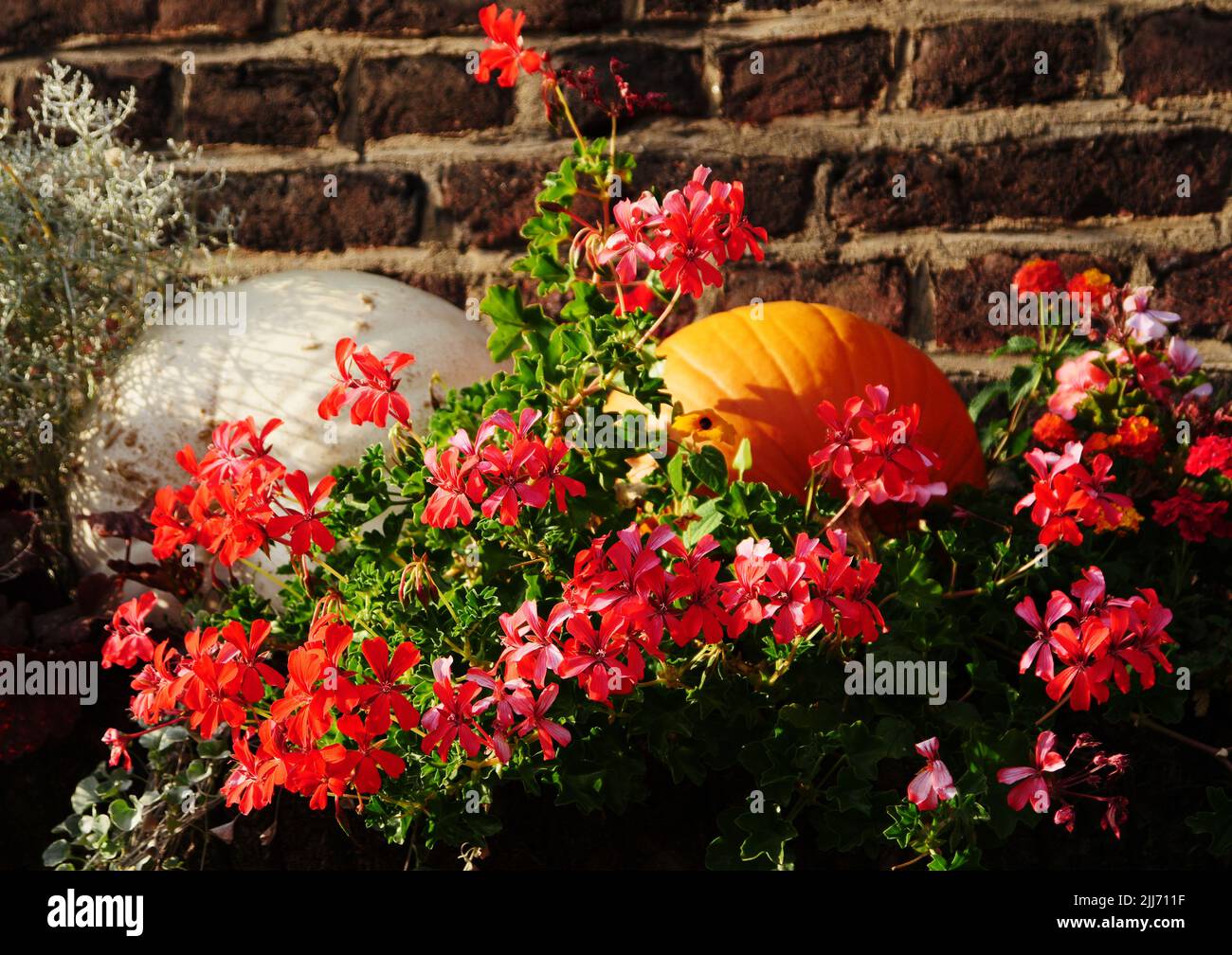 Red flowering hanging geraniums in front of a red brick wall, decorative draped pumpkins. A good example of how to create an autumnal atmosphere Stock Photo