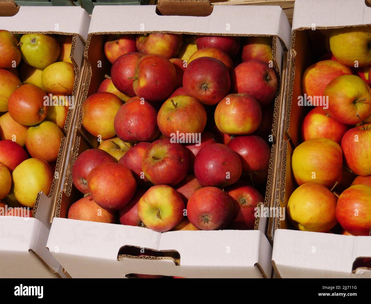 red yellow ripe apples, sort 2nd choice, that means with slight damage to the apple peel. Presented in white cardboard boxes, lying out for sale Stock Photo