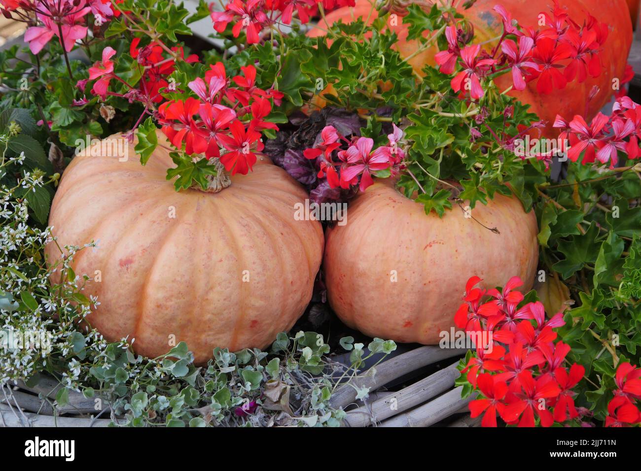 Round, spherical orange-colored pumpkin fruits in a decorative setting with wooden trunks, red flowered hanging geraniums. Pumpkins have a double use, Stock Photo