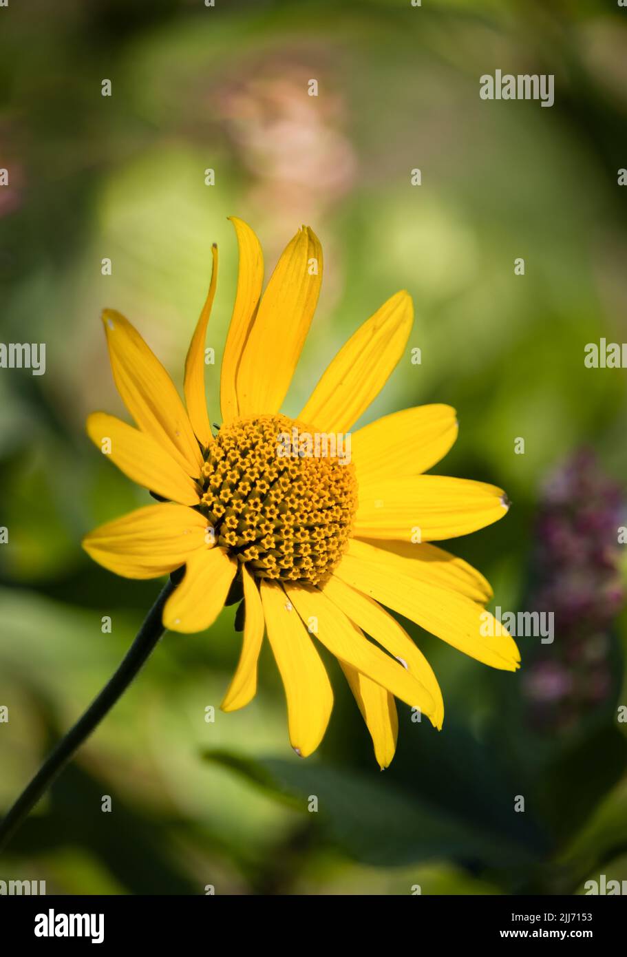 Yellow false sunflower, Heliopsis helianthoides, on a colorful green background in summer or fall, Lancaster, Pennsylvania Stock Photo