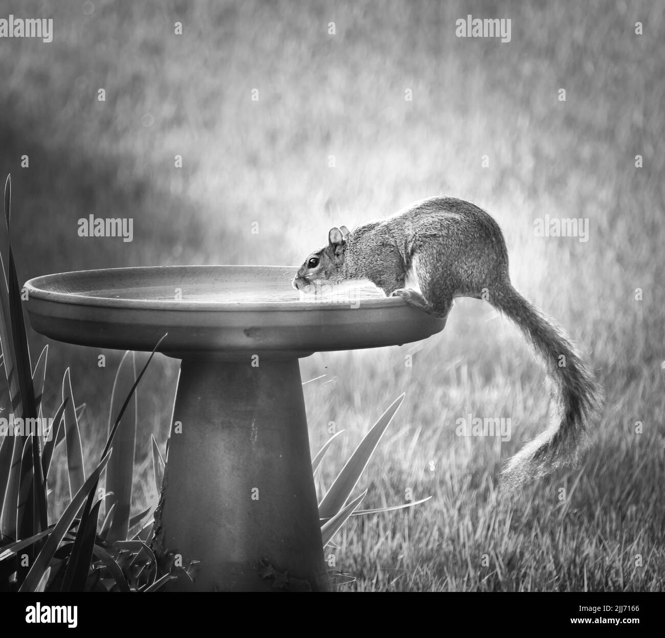 Eastern Gray Squirrel, Sciurus carolinensis, sipping water from a bird bath on a hot summer day in black and white, Lancaster, Pennsylvania Stock Photo