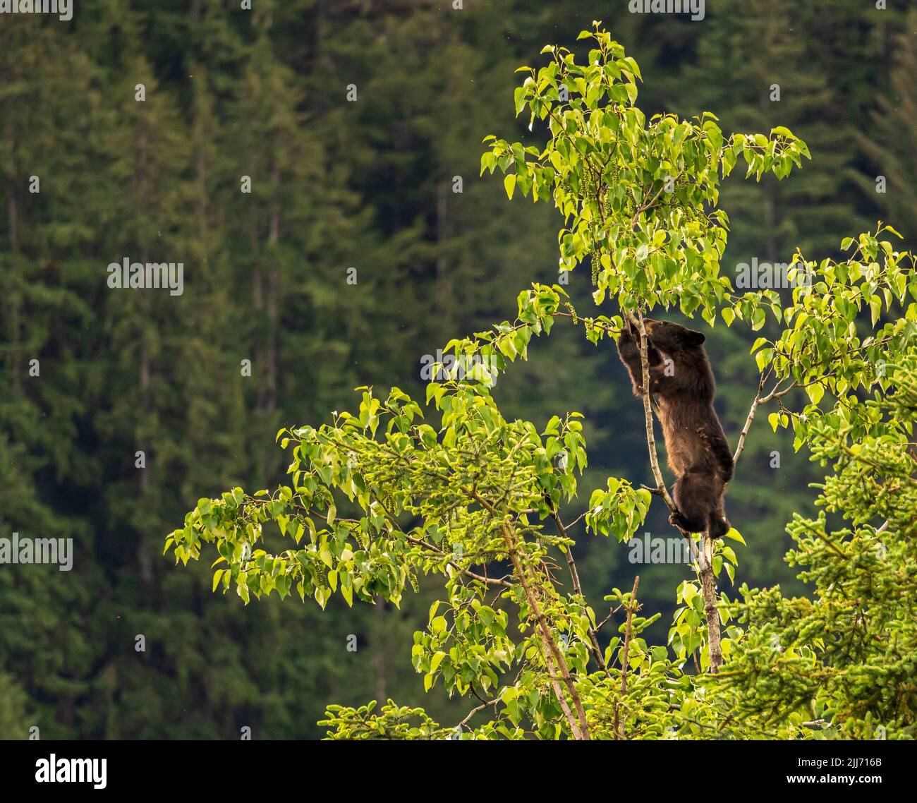 Brown or perhaps black bear cub climbing high into a tree in search of new foliage to eat in Alaska Stock Photo