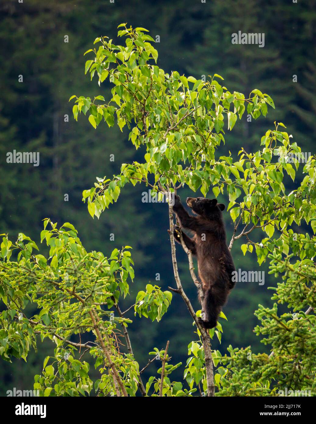 Brown or perhaps black bear cub climbing high into a tree in search of new foliage to eat in Alaska Stock Photo