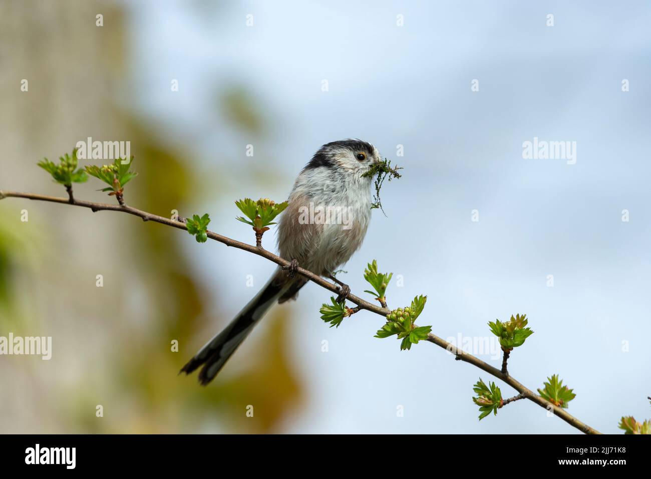 long-tailed-tit-aegithalos-caudatus-adult-carrying-nesting-material