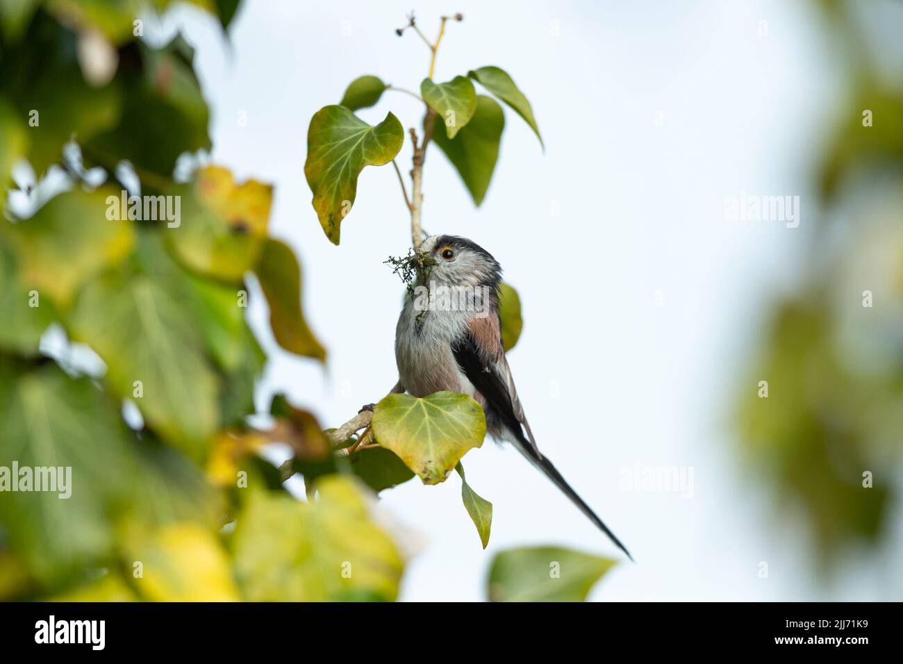 long-tailed-tit-aegithalos-caudatus-adult-carrying-nesting-material