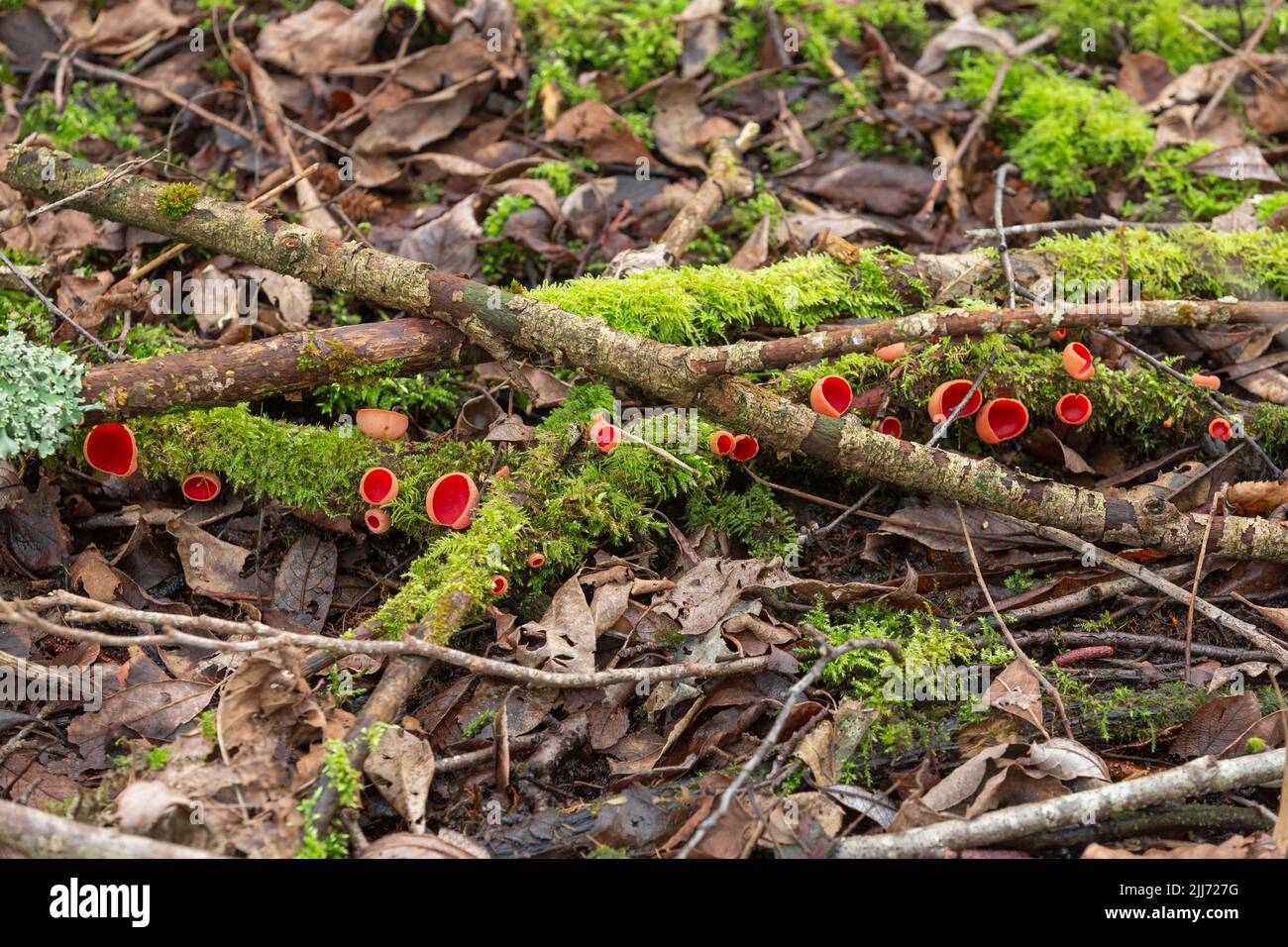 Scarlet elf cup Sarcoscypha coccinea, fruiting bodies along fallen branches, Shapwich Heath, Somerset, UK, February Stock Photo