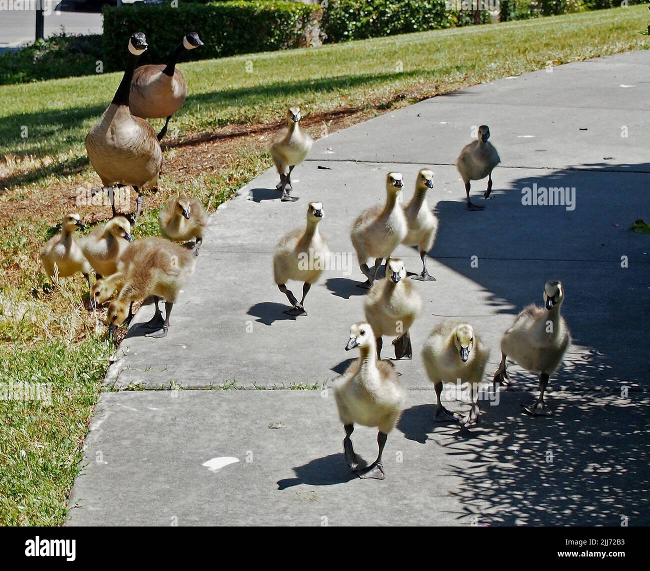 Canada geese, Branta canadensis, with goslings in Union City civic center, California. USA Stock Photo