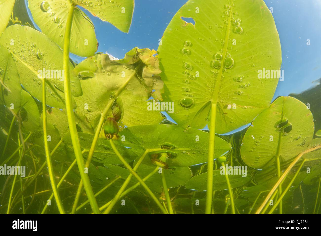 American white water lily (Nymphaea odorata) lily pads growing in a lake in Wisconsin, North America. Stock Photo