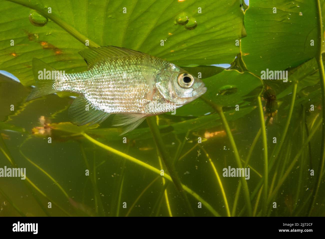 Bluegill fish hi-res stock photography and images - Alamy