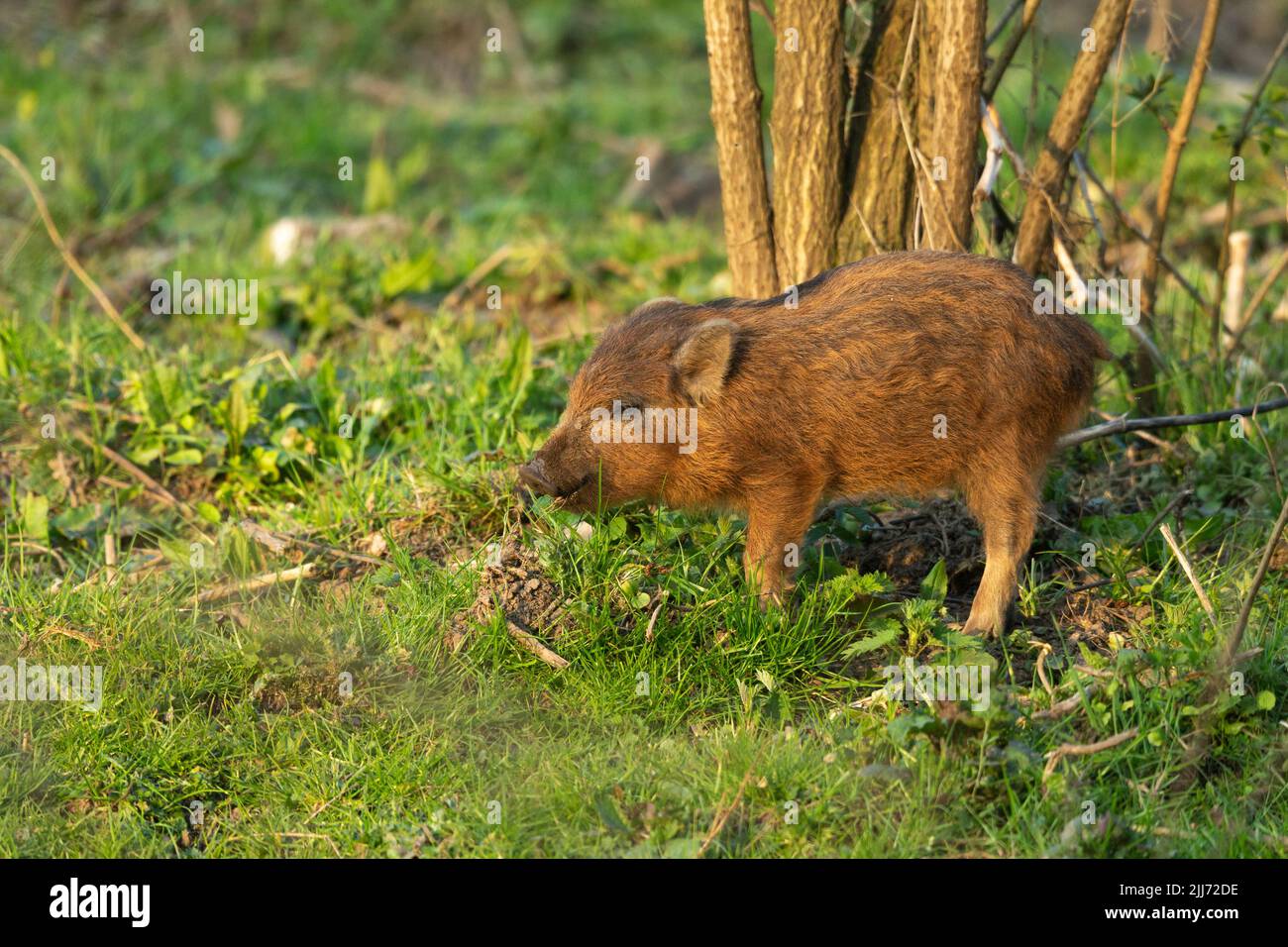 Wild boar Sus scrofa, piglet foraging, Cinderford Linear Park, Gloucestershire, UK, April Stock Photo