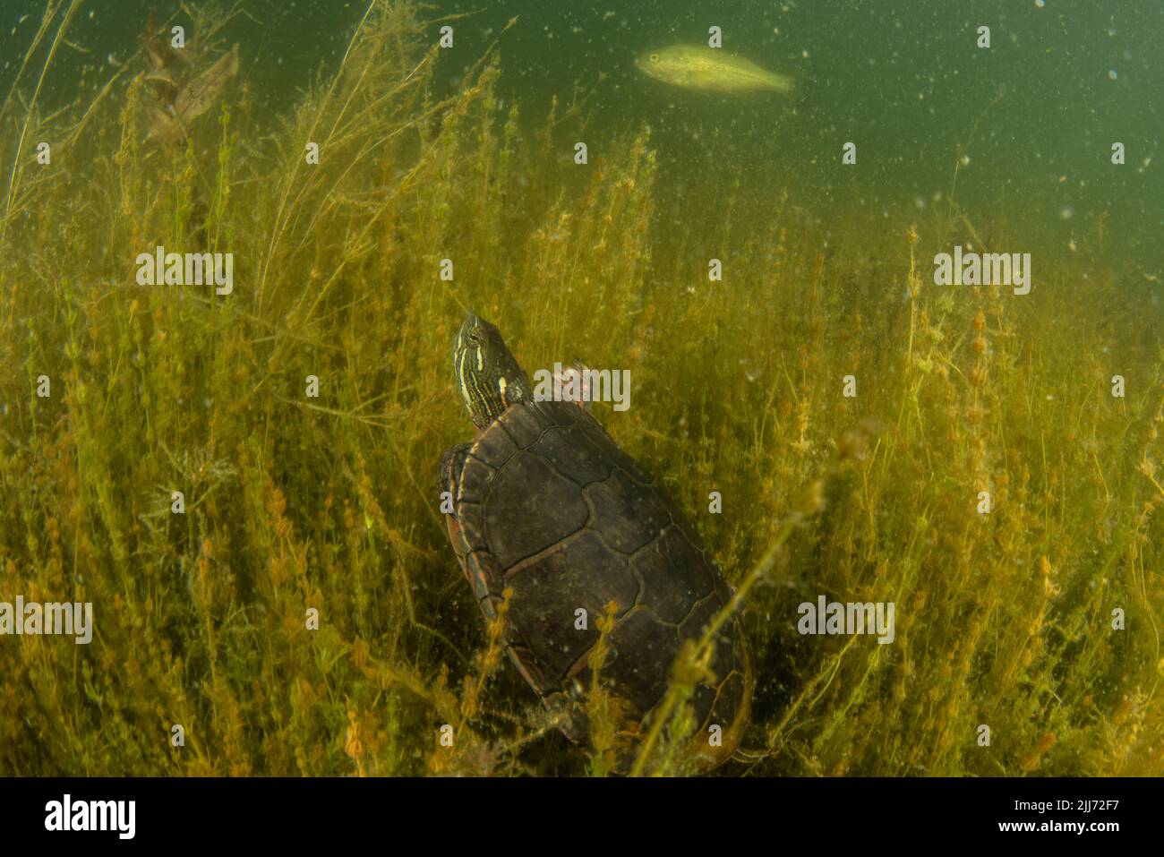 A painted turtle (Chrysemys picta) swimming underwater in a Wisconsin freshwater lake. It spends