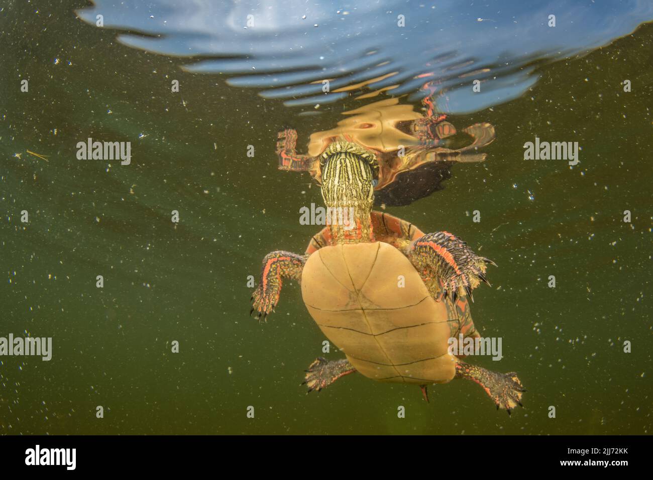 A painted turtle (Chrysemys picta) swimming underwater in a Wisconsin lake, it extends its head to the surface of the water to take a breath. Stock Photo