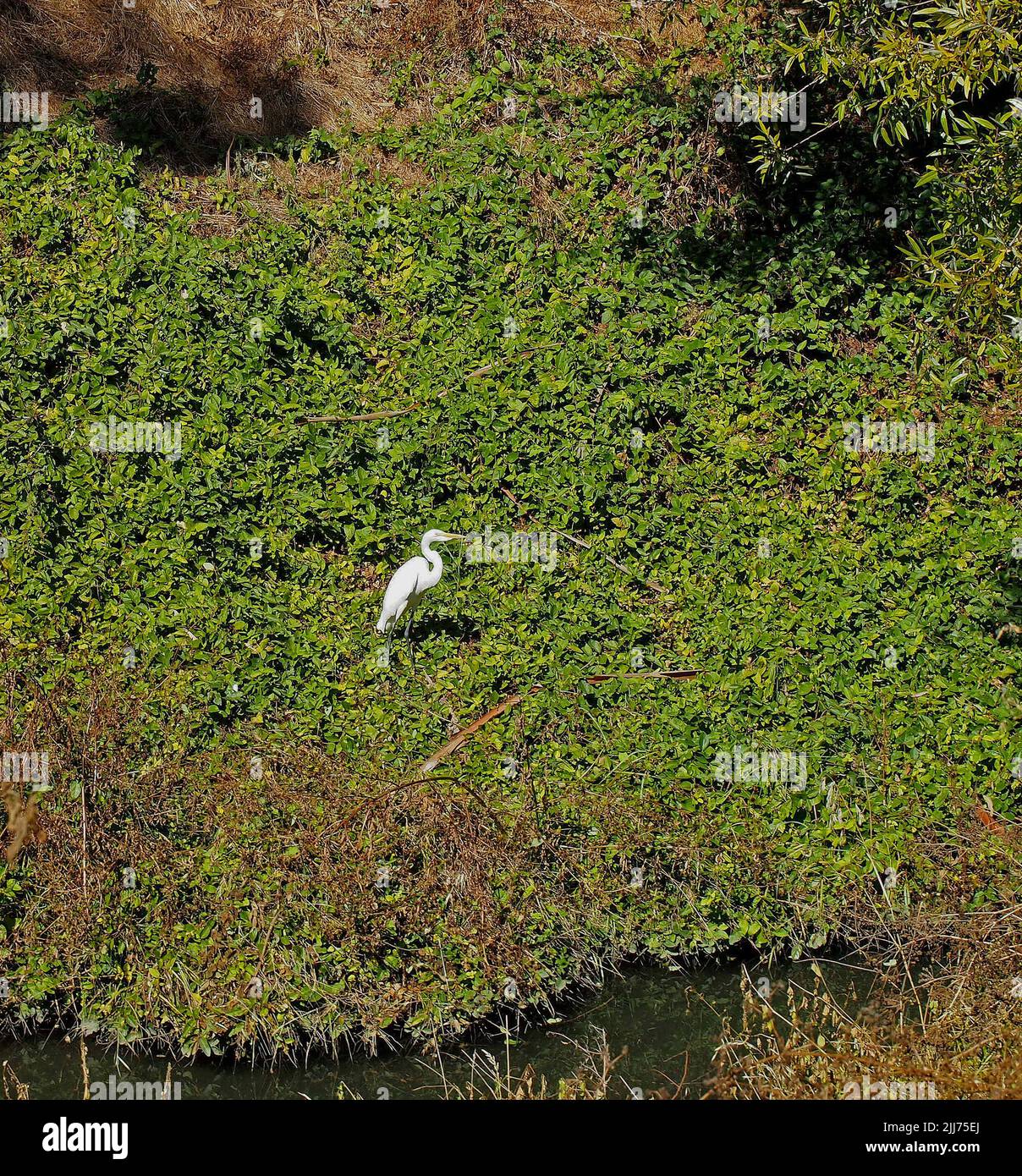 egret along Old Alameda Creek Trail in Union City, California Stock Photo