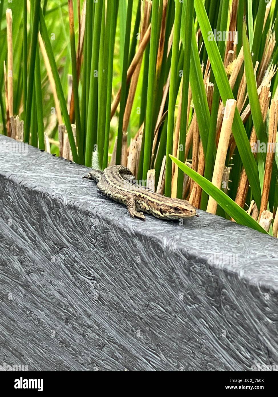 A lizard on a stone outdoors Stock Photo