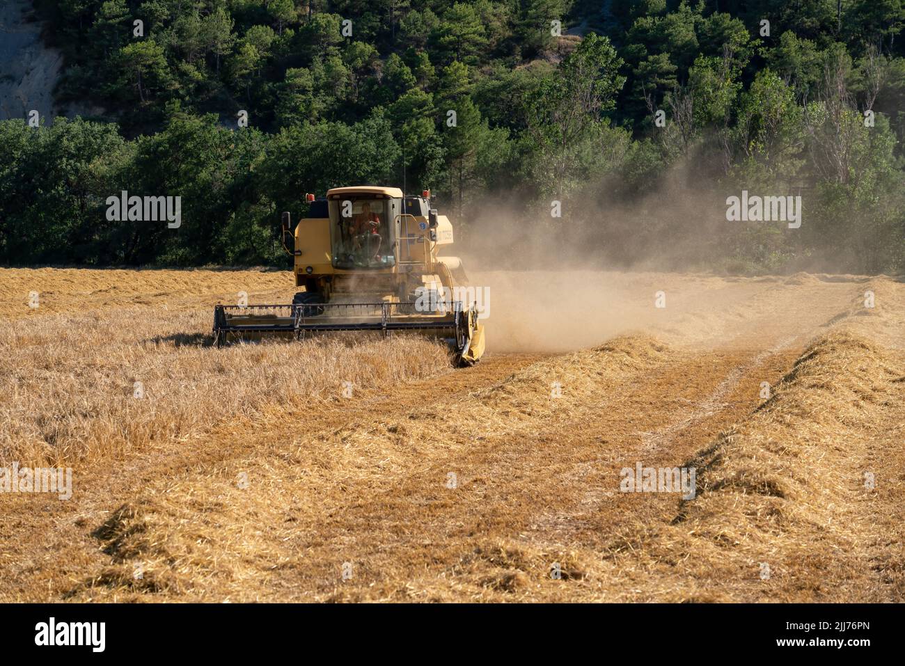New Holland TC5060 Combine Harvester in action, sunshine and dust Stock Photo