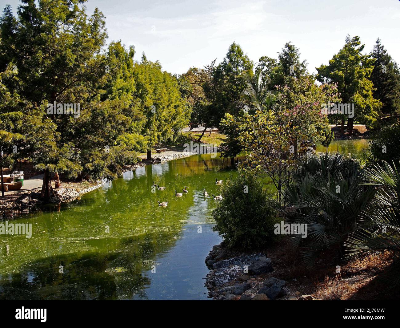 Canada, Geese, Canada, Branta, canadensis, birds, wildlife, float, pond in William Cann Civic Center pond in Union City, California Stock Photo