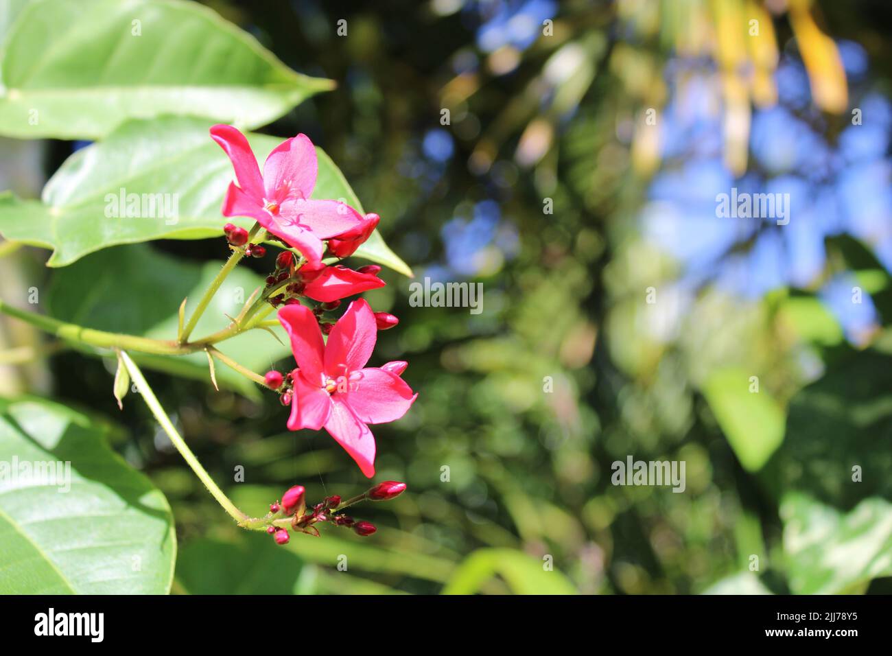 Pink flower in Hawaii Stock Photo Alamy