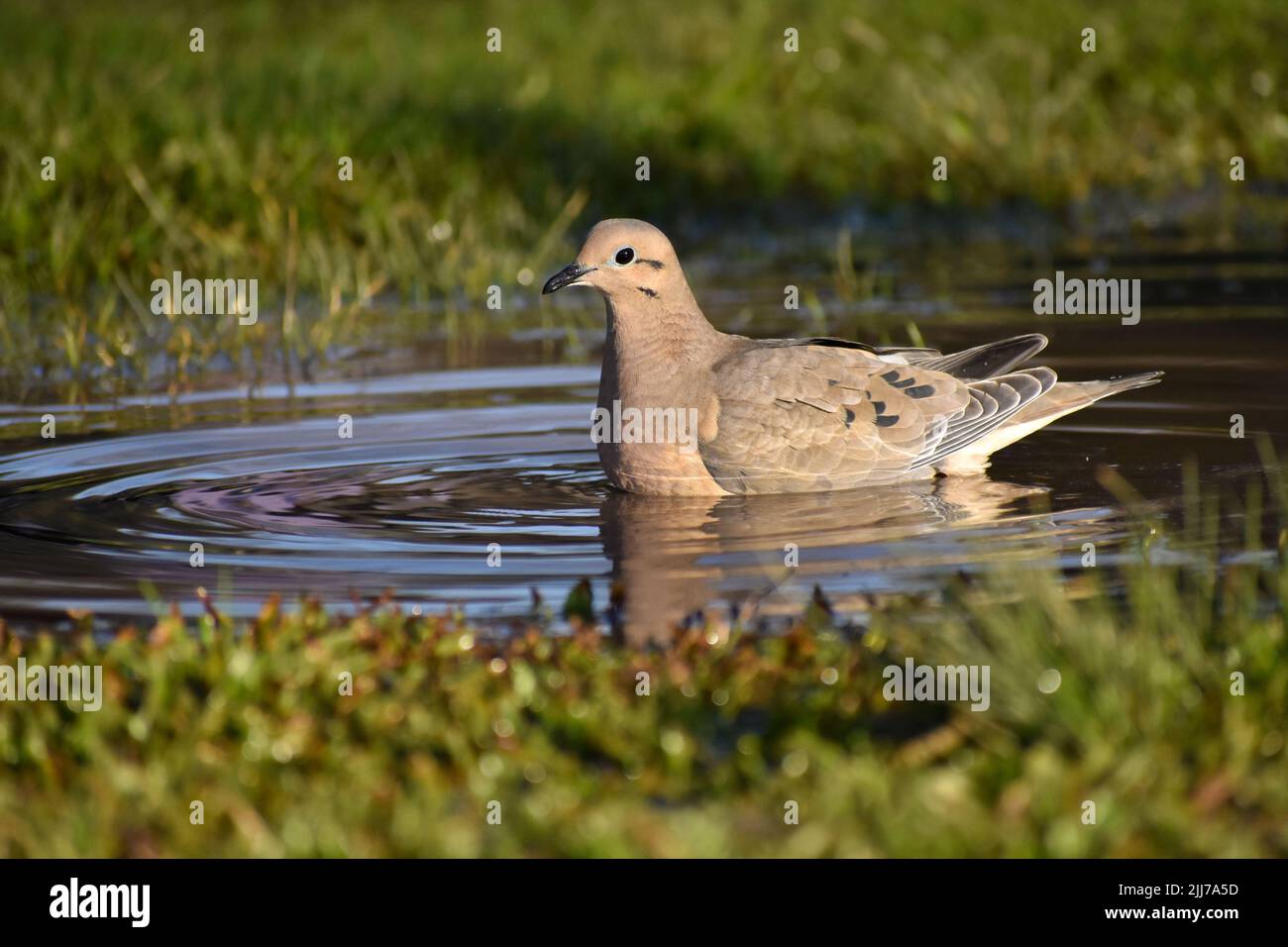 eared dove (Zenaida auriculata) bathing in a puddle, seen in Buenos Aires Stock Photo