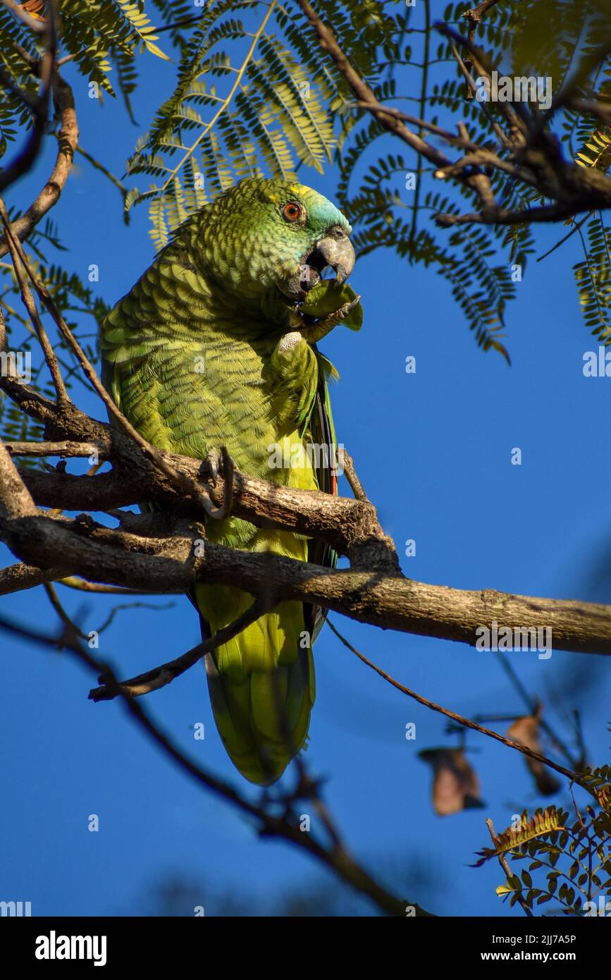 turquoise-fronted amazon (Amazona aestiva), also called the turquoise-fronted parrot, the blue-fronted amazon and the blue-fronted parrot Stock Photo