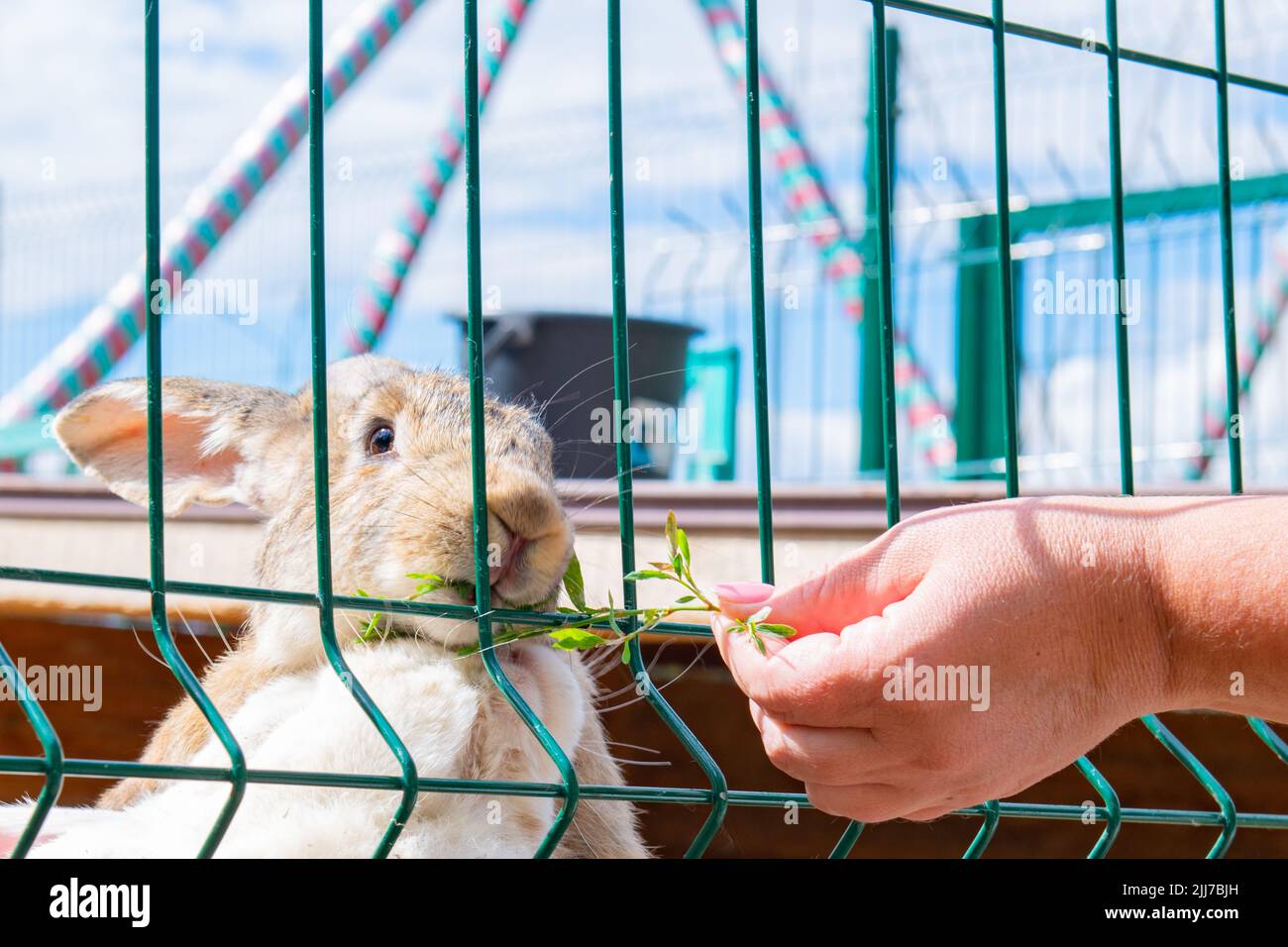 a white rabbit is fed grass through a grate Stock Photo - Alamy