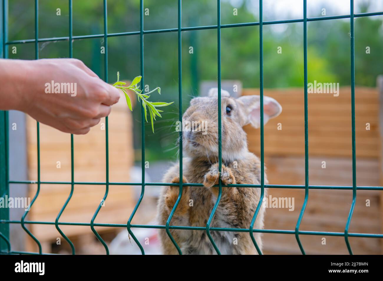 White rabbit eating hay farm hi-res stock photography and images - Alamy