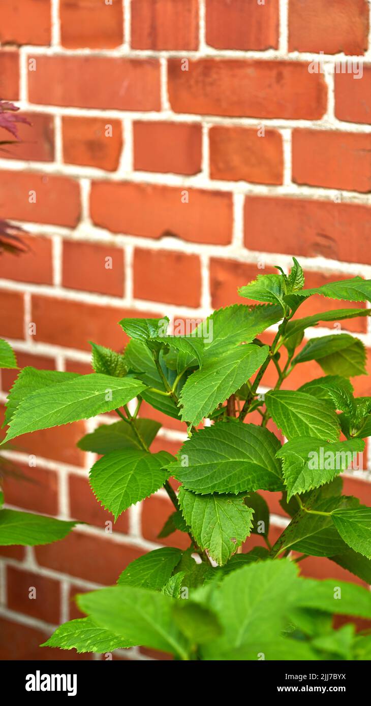 Green big leaf hydrangea plants growing against red brick wall outdoors. Leave textures on a outdoor ornament plant grown in summer backyard Stock Photo