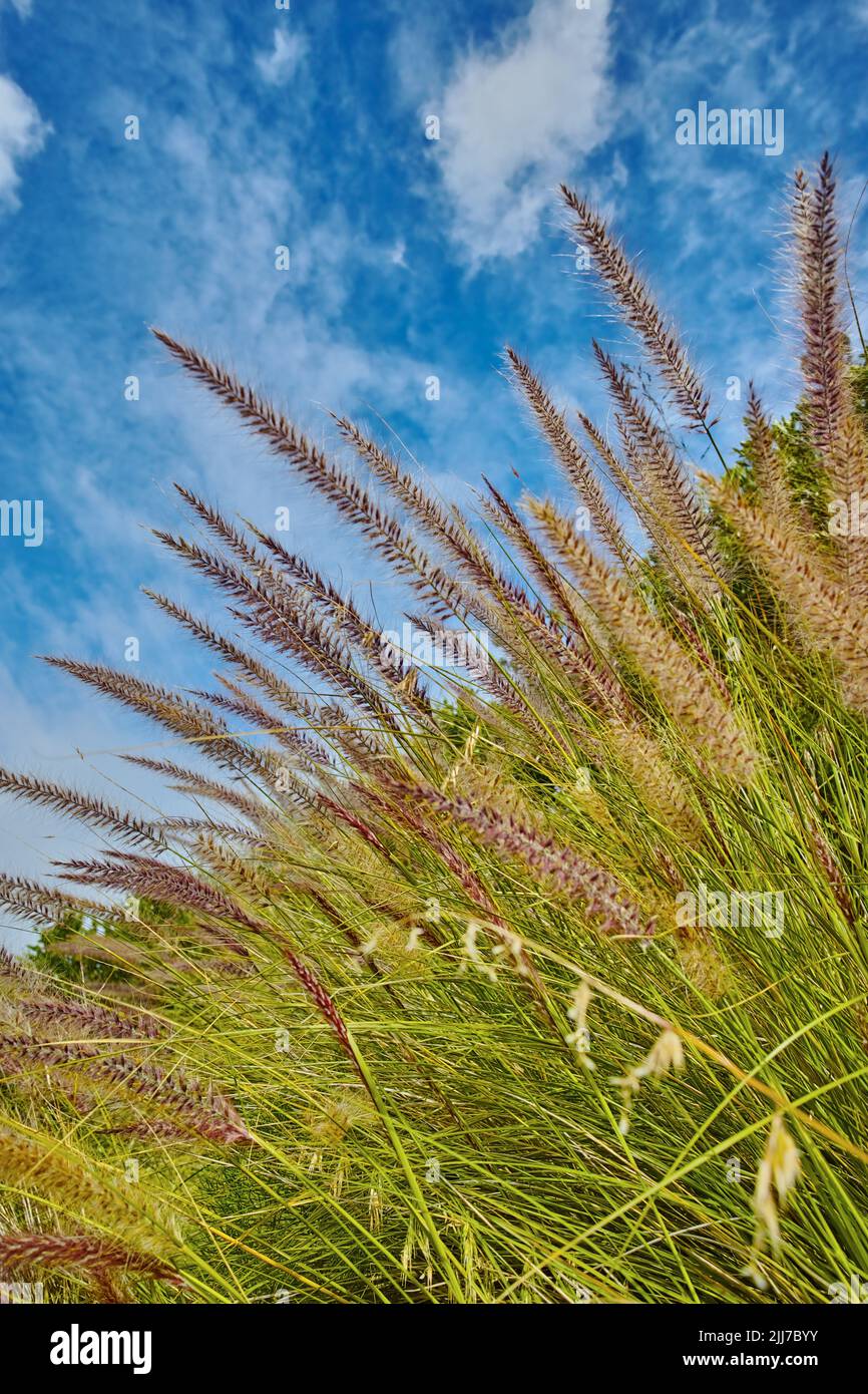 Crimson purple fountain grass or cenchrus setaceus growing on a field outdoors against a cloudy blue sky. Closeup of buffelgrass from the poaceae Stock Photo