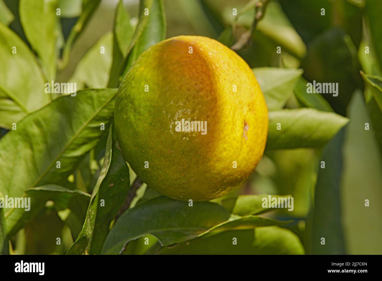 Real lemon tree hires stock photography and images Alamy