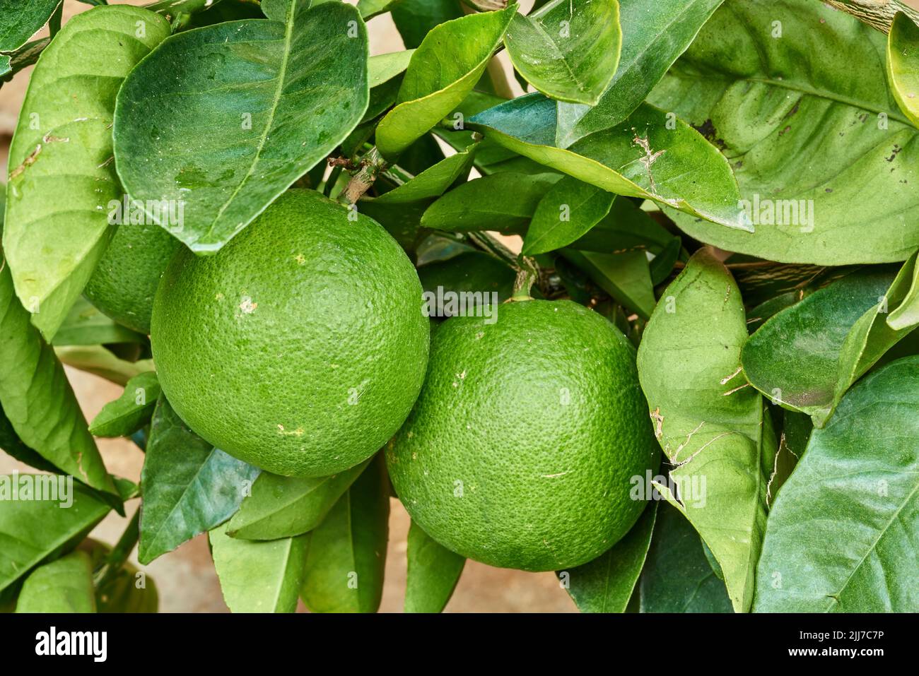 Closeup of limes growing on trees at a nursery or on a farm in summer. Citrus fruit helps the immune system stay healthy and protects from infection Stock Photo