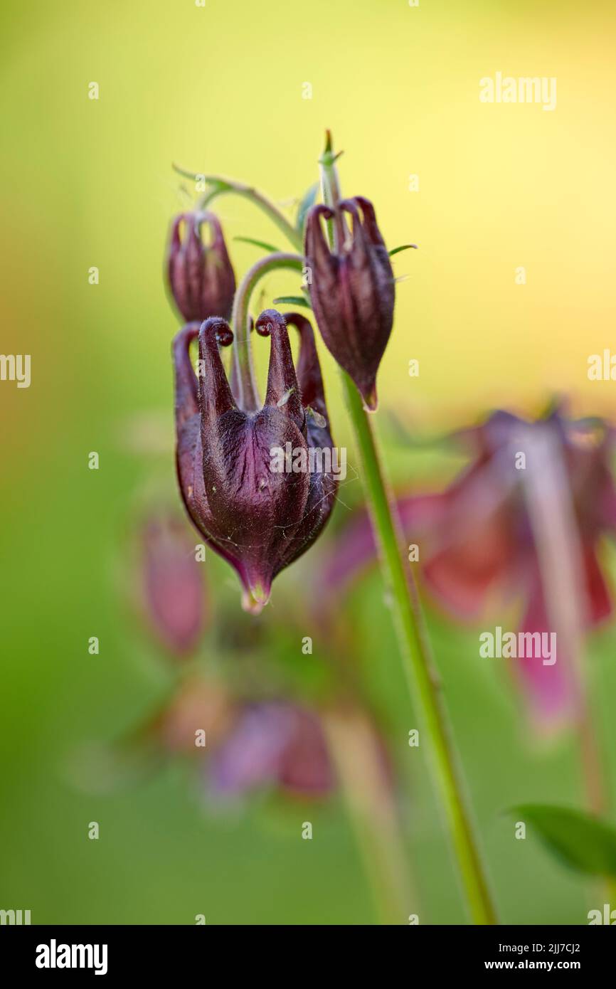 Columbine flowers growing against a blurred green nature background in summer. Flowering plants