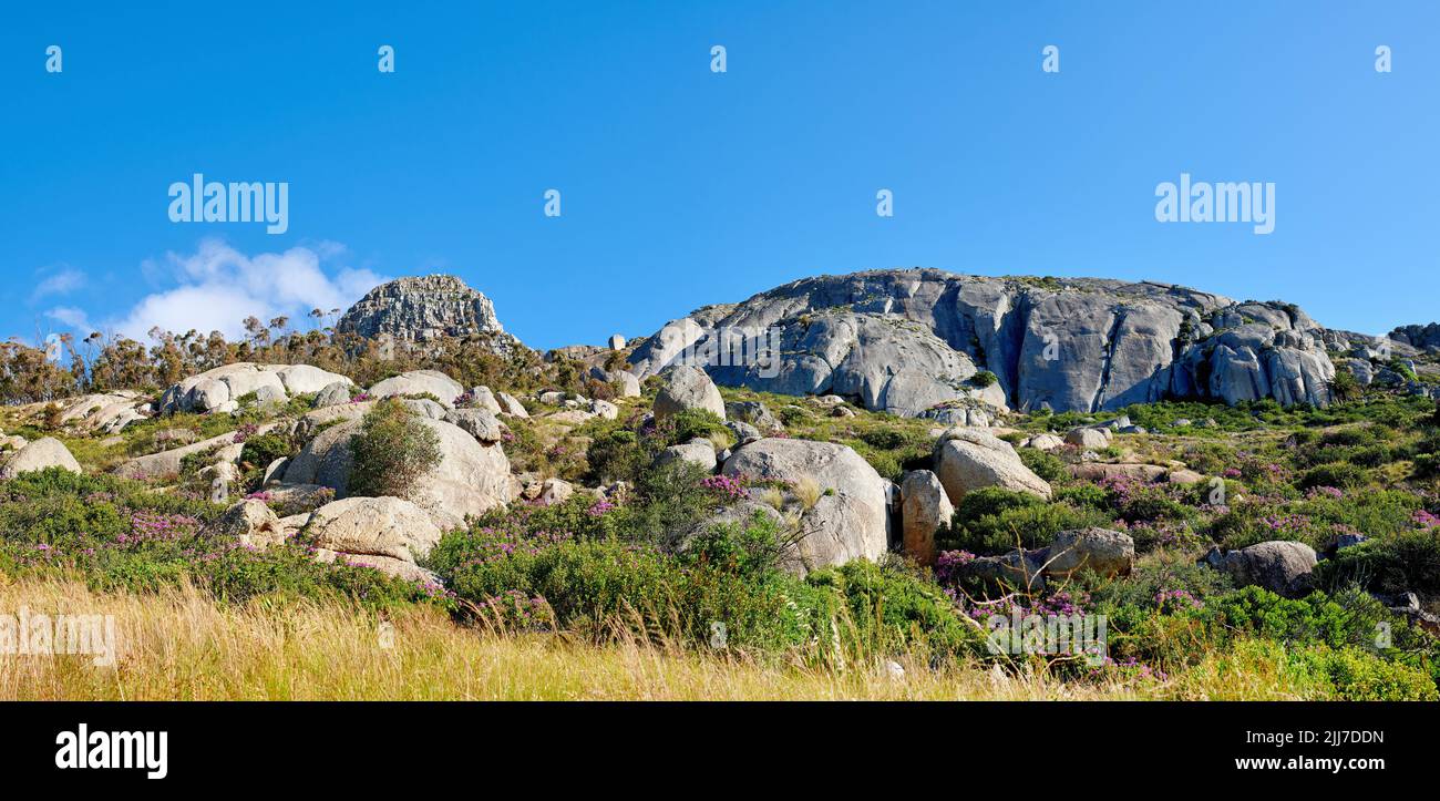 Purple fynbos growing among rocks and boulders in remote countryside or an environmental nature reserve. Lush green bushes and shrubs blossoming Stock Photo